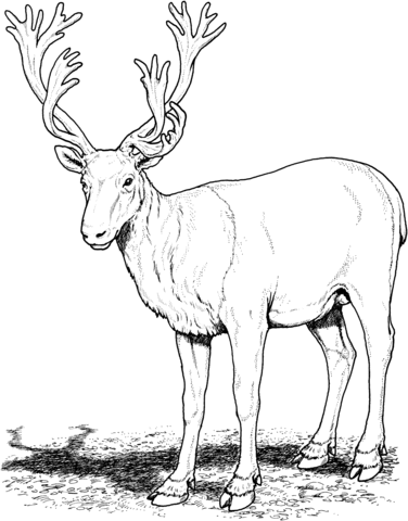 Caribou Deer Coloring Page